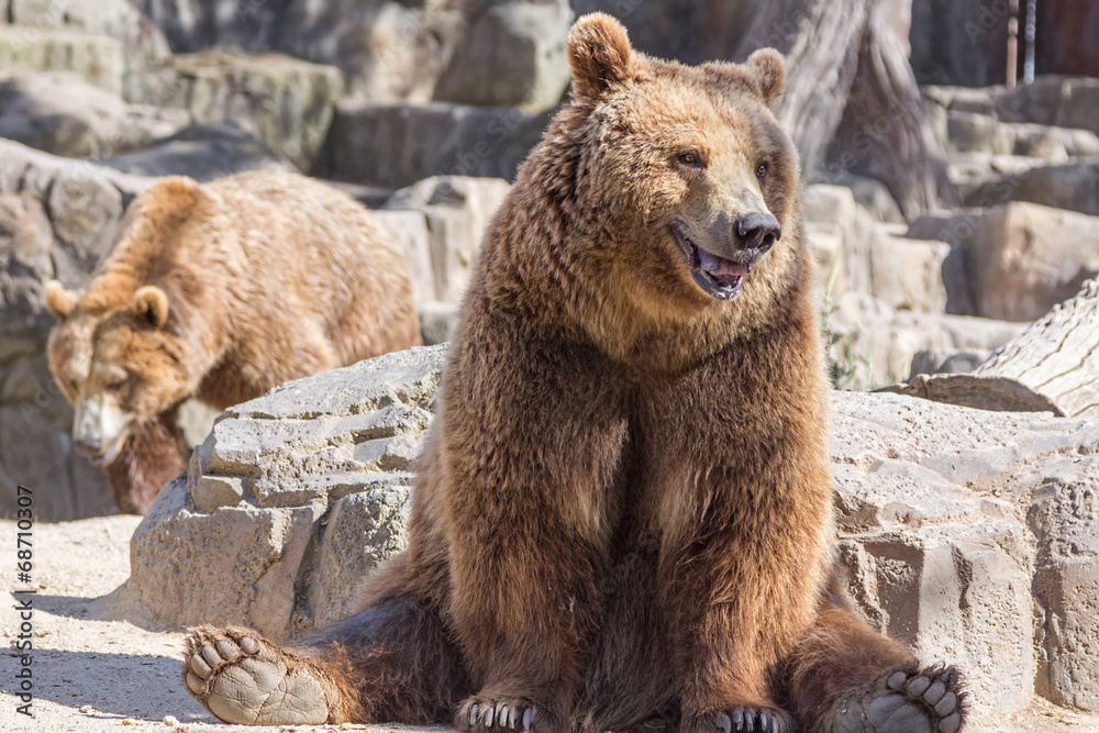 Obraz premium brown bear sitting so funny