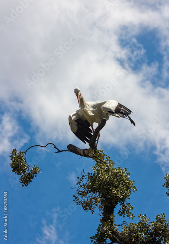 storks on a tree