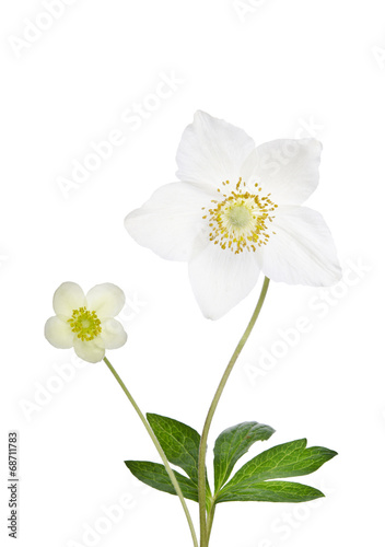 Two beautiful delicate flowers isolated on white background