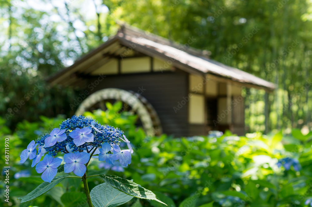 Naklejka premium 水車小屋とあじさい