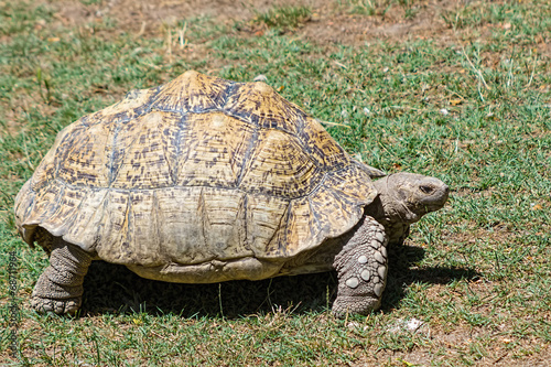 tortoise carapace with large