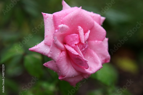 Rose sous la pluie.