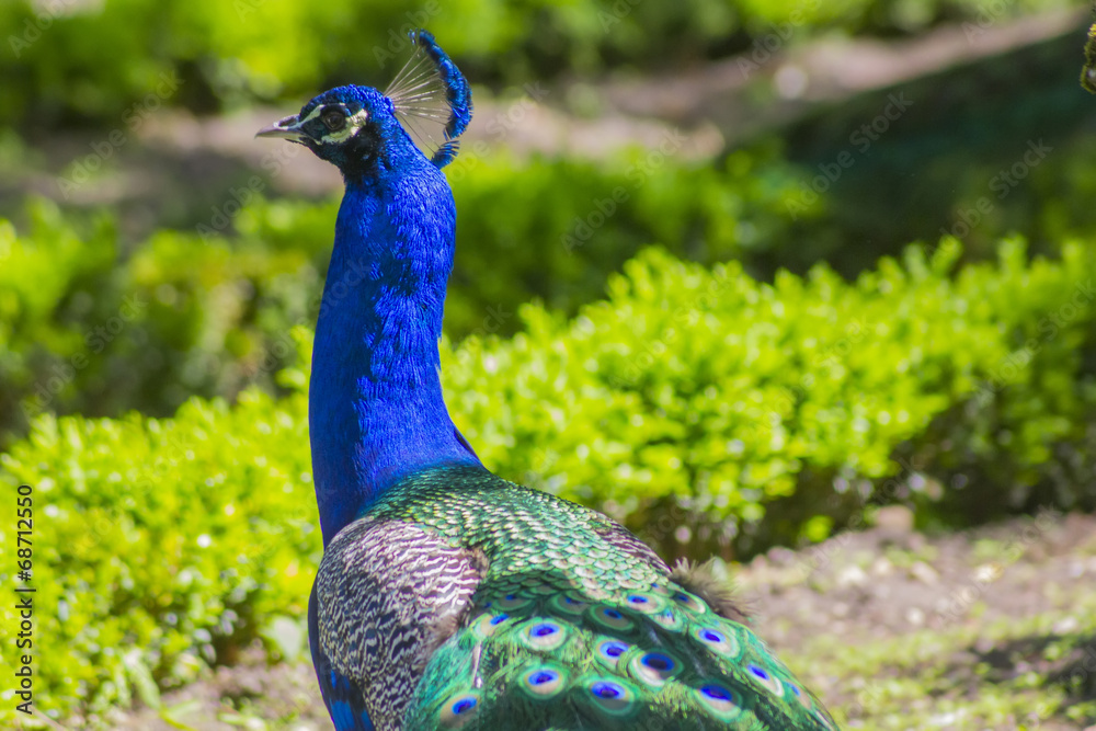 royal blue peacock neck rests in a garden royal blue peacock neck rests in a garden