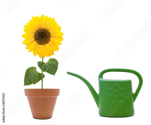Blumen Gießen