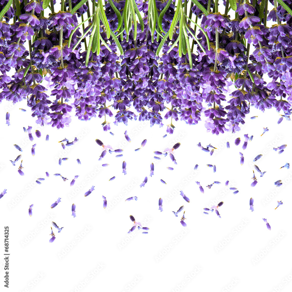 Fototapeta premium lavender flowers isolated on white. floral background