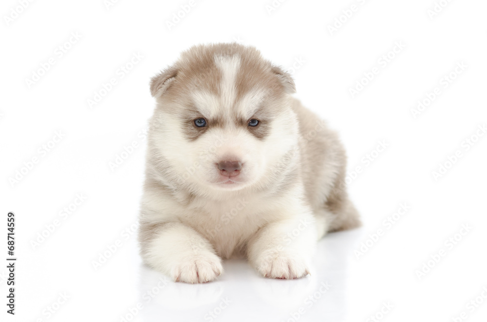 Fototapeta premium Ładny szczeniak husky syberyjski na białym tle