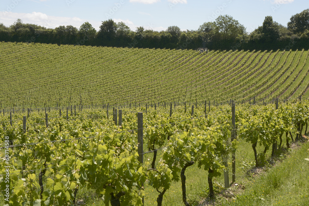 Vineyard in Surrey. England