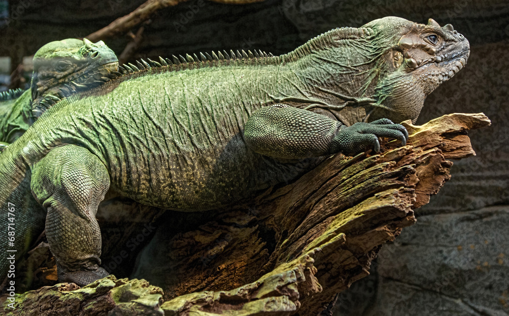 Fototapeta premium large rhino lizard