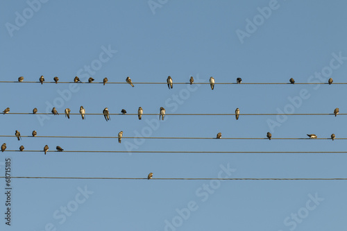 Birds on a wire - Stock Image.