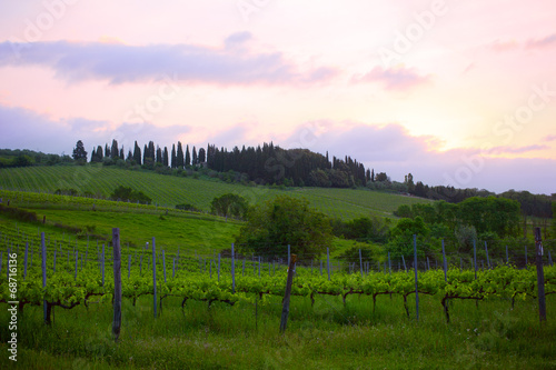 Early morning over vineyards, Tuscany, Italy