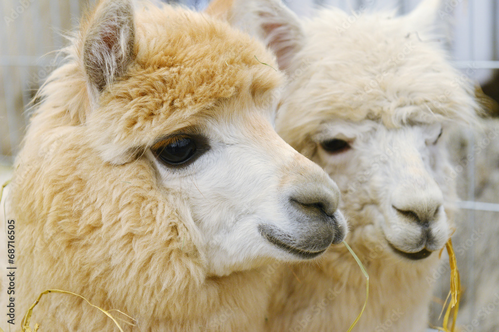 two fluffy alpacas