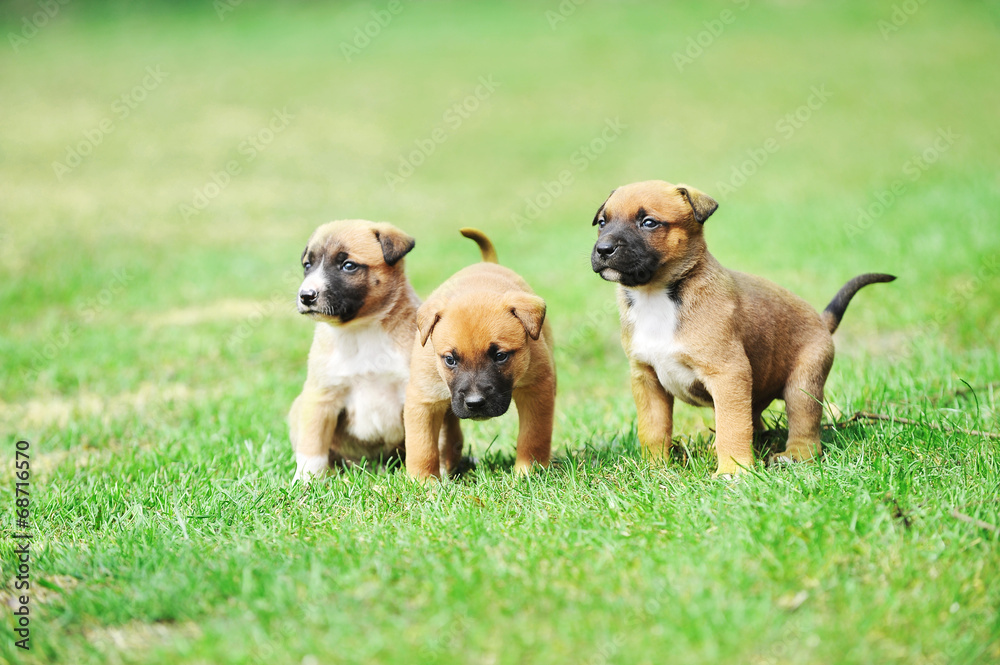 puppies belgian shepherd malinois