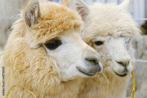 two fluffy alpacas © Denis Tabler