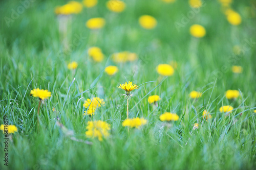 yellow dandelions