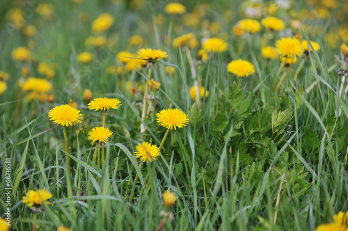 yellow dandelions