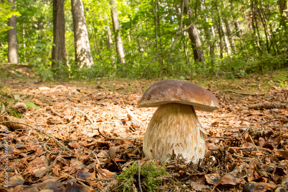 Fototapeta premium Boletus Edulis_03