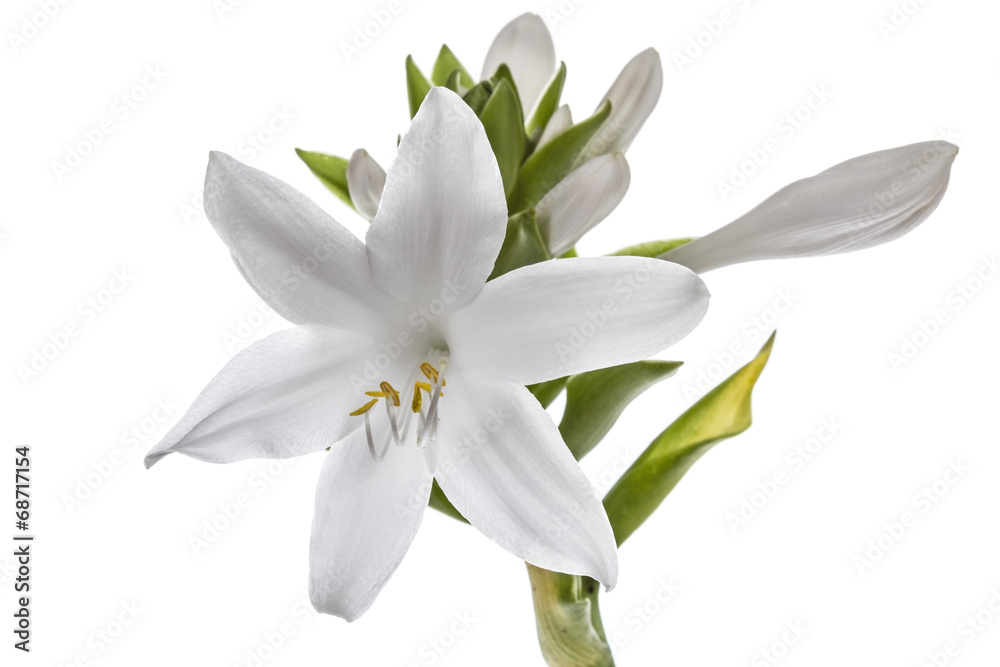 Flowers Hosts, lat. Hosta, isolated on white background