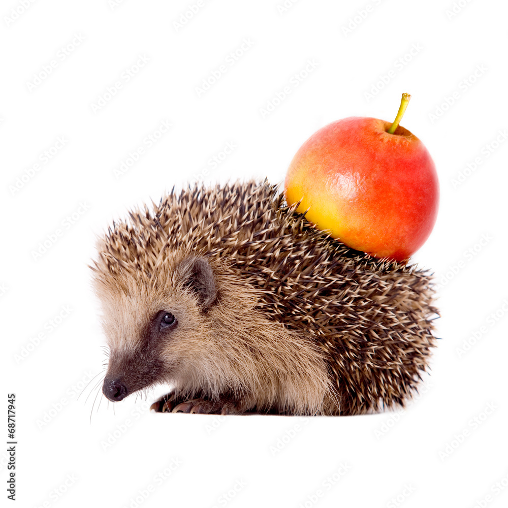 Igel mit Apfel auf dem Rücken Stock-Foto | Adobe Stock