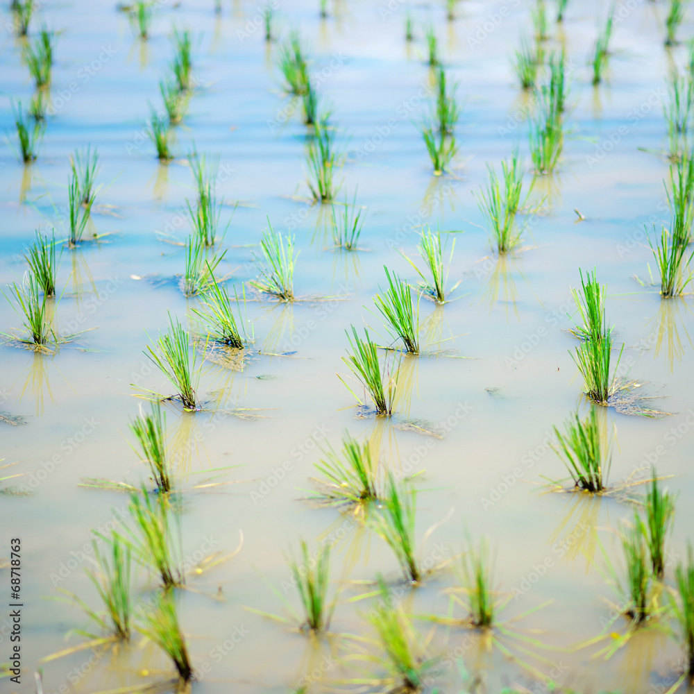 harvest grow rice , chiangmai , thailand harvest grow rice , chiangmai , thailand