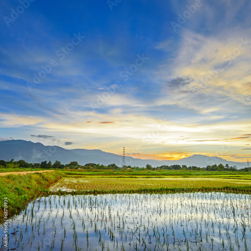 rice field in sunset in rainy season