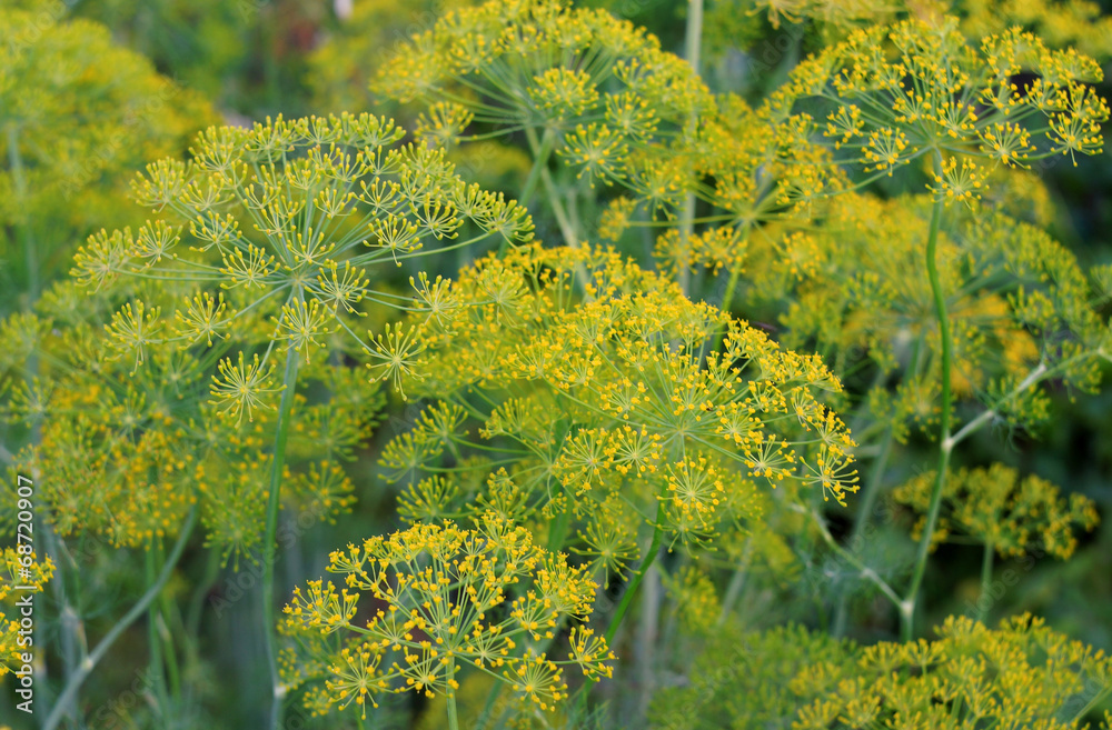 Flowering dill and blurred bokeh as background Flowering dill and blurred bokeh as background