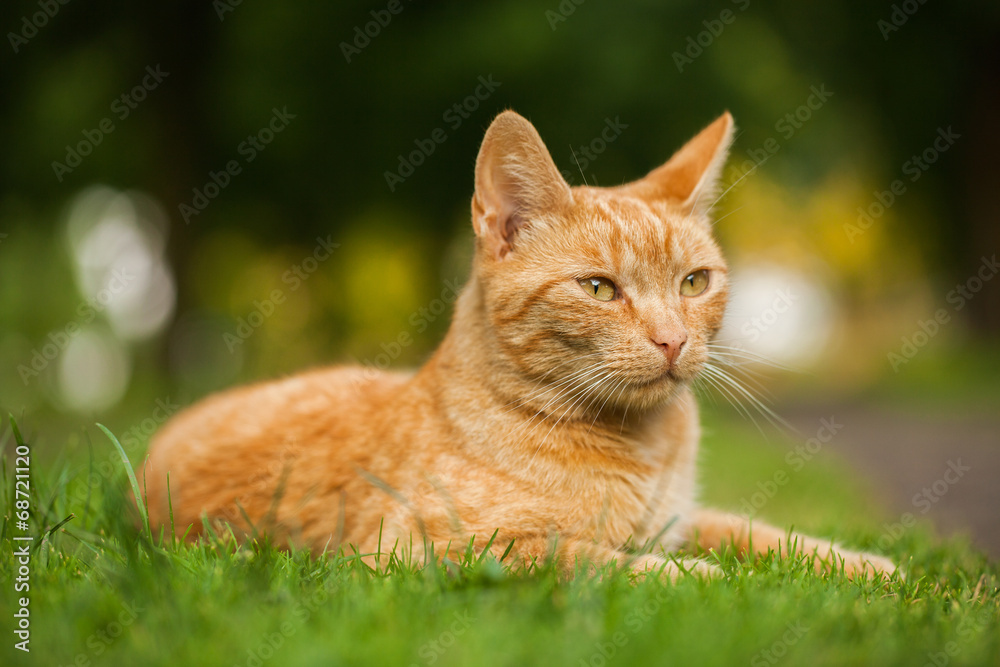 cat in the garden