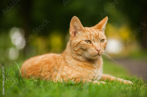 Fototapeta Naklejka Na Ścianę i Meble -  cat in the garden