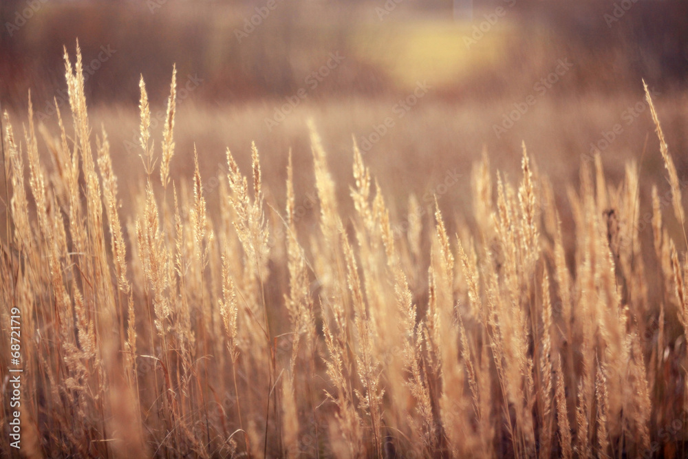 Obraz premium autumn dry grass sedge