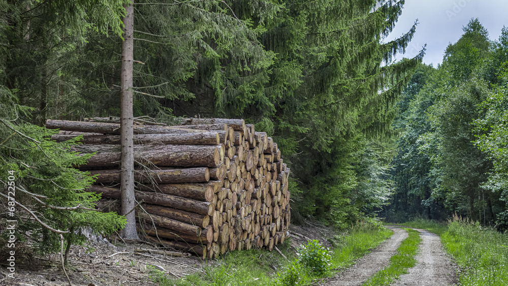 Holzstämme an einem Forstweg