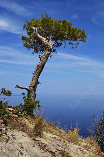 Baum am Felsvorsprung bei Torre des Verger 2 © Tran-Photography