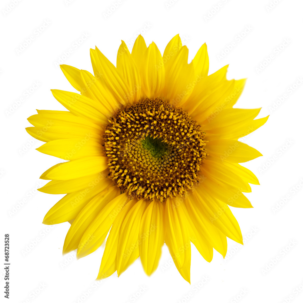 Fototapeta premium kwiat słonecznika na białym tle na białym tle