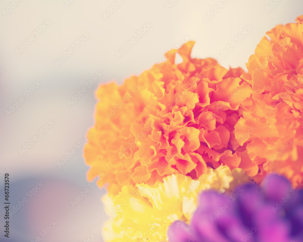 abstract flower background. flowers made with color filters