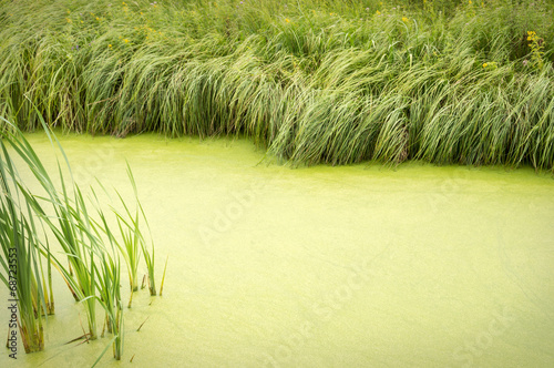 Canvas Print Natural background of overgrown with duckweed pond fringed with