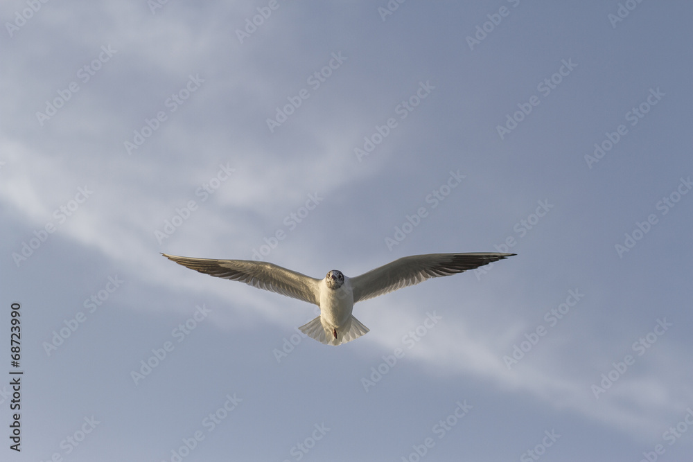 Naklejka premium Tek Bacaklı Martı