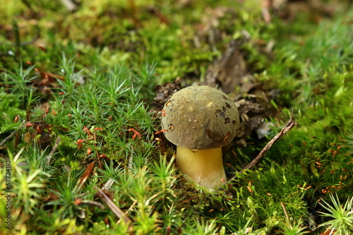 Boletus mushroom in moss of the undergrowth photo