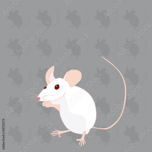 souris blanche fond gris souris