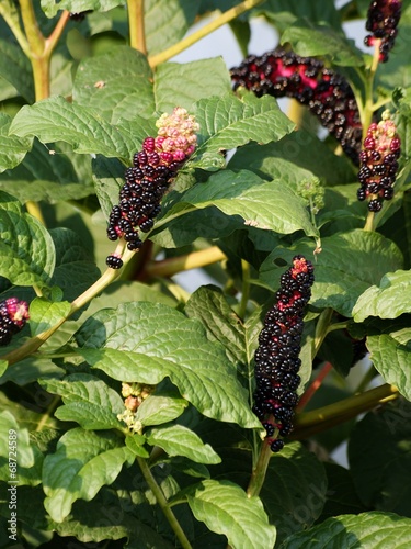 pokewed plant with black fruits photo