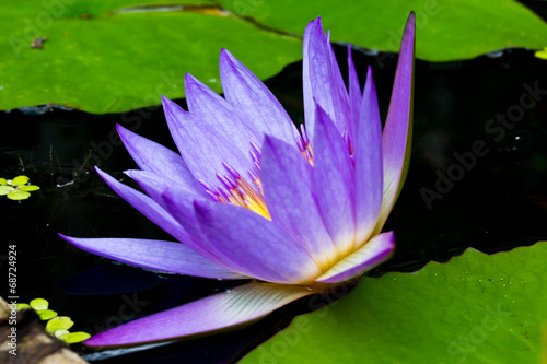 purple lotus purple waterlily..