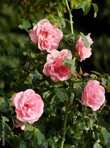 pink roses on shrub in a garden