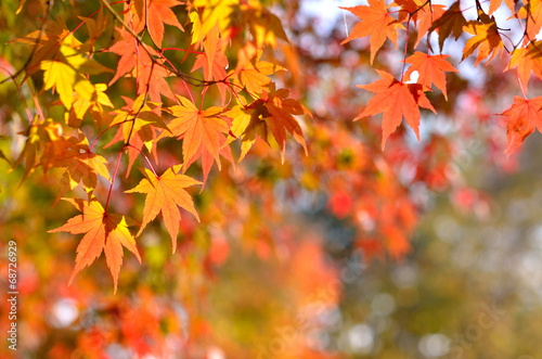 Japanese autumn leaves © yd9000