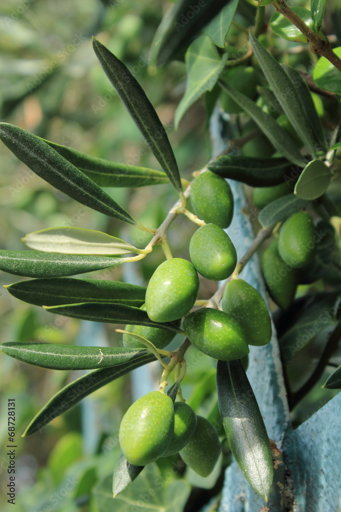 Quelques olives Quelques olives