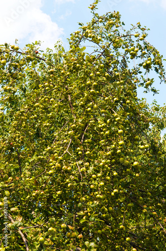 Ripening apples on a tree