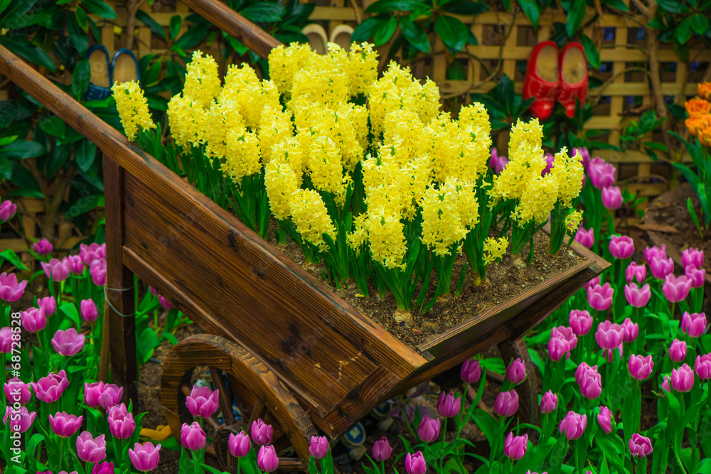 Fototapeta premium Perfect Spring Hyacinths