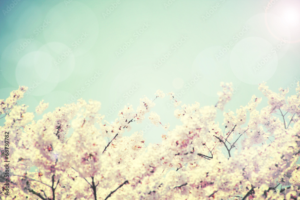 Vintage spring flower. Abstract image of cherry blossoms and blu