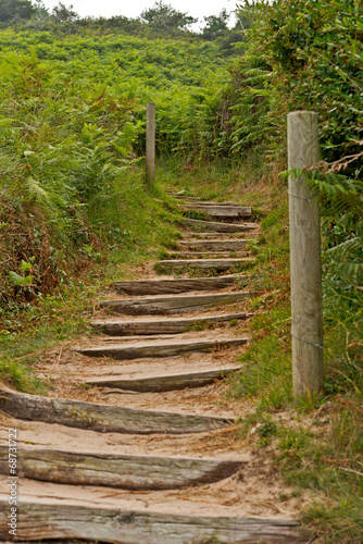 Wooden stairs between green ferns.