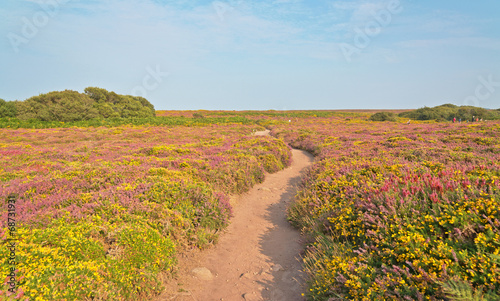 Sandy path through field of yellow and purple flowers. Cape of F