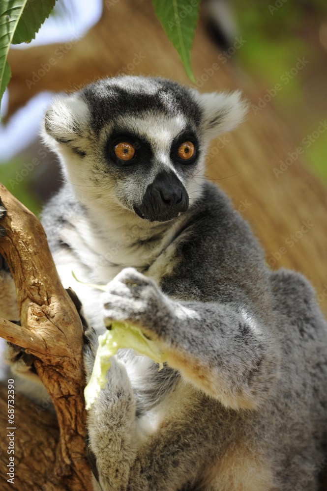 Fototapeta premium Симпатичный лемур