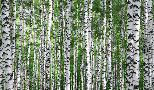 Fototapeta Naklejka Na Ścianę i Meble -  Trunks of summer birch trees