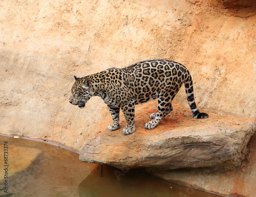 Fototapeta Naklejka Na Ścianę i Meble -  jaguar tiger cat resting and swimming