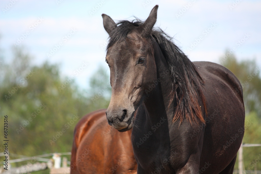Black horse portrait